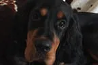 Black Devil´s You´re My  Best Friend Bild 2