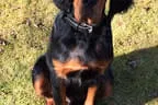 Black Devil´s You´re My  Best Friend Bild 11