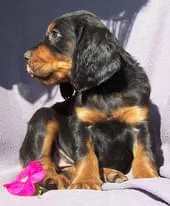 Hündin Rosa