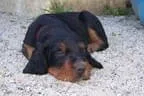 Bilder-N-wurf Bild 154