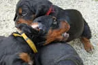 Bilder-N-wurf Bild 86