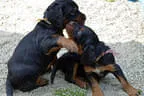 Bilder-N-wurf Bild 82