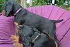 Bilder Q - Wurf Bild 7