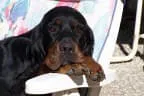 Black Devil`s Bild 29