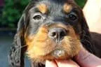 Black Devil`s Bild 6