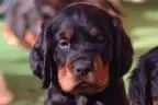 Black Devil`s Bild 19