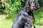 Black Devil´s Sundance Kid genannt Sunny Bild 1