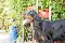 2013-Fressnapf-Gordon-Setter-Shizu-005-1024x683.jpg