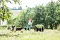 2013-Fressnapf-Gordon-Setter-Shizu-022-1024x683.jpg