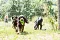 2013-Fressnapf-Gordon-Setter-Shizu-024-1024x683.jpg