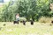 2013-Fressnapf-Gordon-Setter-Shizu-027-1024x683.jpg