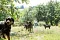 2013-Fressnapf-Gordon-Setter-Shizu-030-1024x683.jpg
