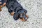 2013-Fressnapf-Gordon-Setter-Shizu-035-1024x683.jpg