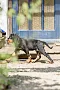 2013-Fressnapf-Gordon-Setter-Shizu-094-683x1024.jpg