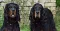dsc_0174_800x409.jpg