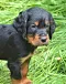1_dsc_0004_30grn.jpg