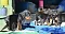 2_dsc_0077_11blaubunt_und.jpg