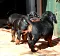 4_dsc_0019.jpg