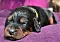 dsc_0016_32gelb.jpg
