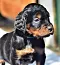 dsc_0018_17grn.jpg