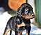 dsc_0019_17grn.jpg