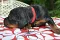 dsc_0028_1024x678.jpg