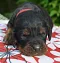 dsc_0036_981x1024.jpg