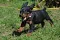 dsc_0037_800x534.jpg