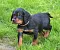 dsc_0041_23rosaschw.jpg