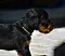 dsc_0050_11grnbunt.jpg