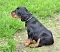 dsc_0060_18rosaschw.jpg