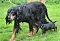 dsc_0065_19rot.jpg