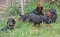 dsc_0085_800x499.jpg