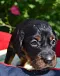 dsc_0097_811x1024.jpg