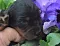 dsc_0100_3rosa_14_tage.jpg