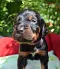 dsc_0136_892x1024.jpg