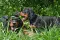 dsc_0150_1.jpg