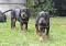 dsc_0244_800x554.jpg