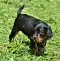 dsc_0264_2ggelb.jpg