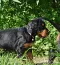 dsc_0293.jpg
