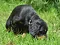 dsc_0579_800x596.jpg