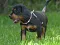 dsc_0604_800x600.jpg